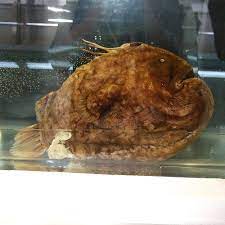 I caught a football fish! Himantolophus Groenlandicus Wikipedia