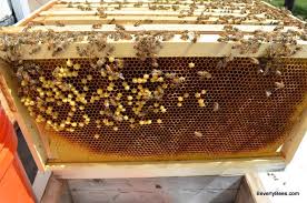If you hearing buzzing sounds in your walls, there's a good chance that a large number of bees or wasps have made their home inside. Laying Workers Beverly Bees Worker Bee Laying