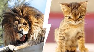 These 10 Animals With Down Syndrome Are Just Too Cute For This World