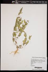 Image result for Amaranthus blitum