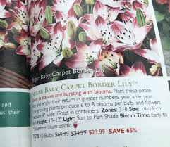 Lily Lilies Low Lying Growing Plants Lily Bloom