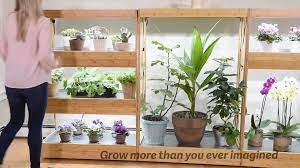 This leafy green vegetable produces beautiful small leaves of dark green color. 3 Tier Bamboo Stand With Led Grow Lights For Succulents And Seeds In 2021 Grow Lights Led Grow Lights Growing Vegetables Indoors