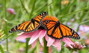 We did not find results for: Butterfly Friendly Plants The Best 10 Gardender