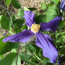 Image result for Clematis dolichopoda