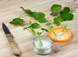 Image result for cuttings of geraniums