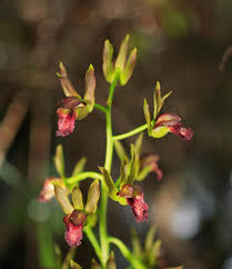 Image result for Eulophia