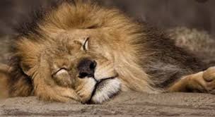 Use it or lose it they say, and that is certainly true when it comes to cognitive ability. Nicknamed The Sleeping Lion Is The Trivia Questions Quizzclub