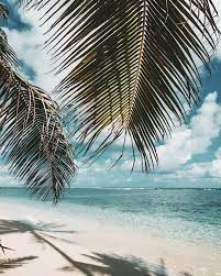 All We Need Are Palm Trees And A Little Bit Of Paradise What Else Gives You That Aloha Feeling Ca Beach Wallpaper Beach Wall Collage Beach Photography