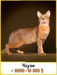 pin on koshaki gandharva