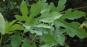 Image result for Ampelocissus africana