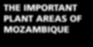 Image result for Schizochilus lepidus