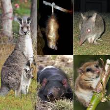 marsupial wikipedia