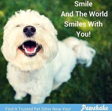Find the perfect pet sitter for your family, free. Pawshake Pet Sitting Dog Sitting Dog Boarding Pawshake Twitter