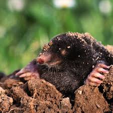 Moles moles, is f толпа огромная. Don T Moles Have A Right To Life Too Gardens The Guardian