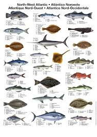 Pin By Larry Ball On Saltwater Fishing Sea Fish Fish