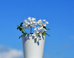 Se si dispone di poco spazio ma non si vuole rinunciare alla bellezza dei fiori bianchi, è possibile coltivare in vaso alcune piante ornamentali da sistemare sul davanzale di una finestra oppure all'esterno, sul balcone o terrazzo. Un Piccolo Vaso Bianco Con Piccoli Fiori Bianchi Fiorellin Flickr