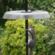 Bird Feeder Pole With Baffle Image Result For Squirrel Proof Bird Feeder On A Pole Squirrel Proof Bird Feeders Bird Feeder Poles Bird Feeders