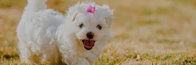 He is also a sweet, soft and snuggly character, and loves to be around people. Maltese Puppies For Sale Nyc Breeders