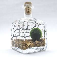 Marimo Moss Ball Aquarium Kit Marimo Moss Ball Aquarium Moss Ball Aquarium Marimo Moss Ball