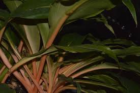 Image result for Chlorophytum filipendulum