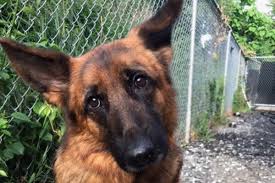 They are all female remaining, available for female gsd for sale in lagos, iju ishaga. Abandoned German Shepherds Rounded Up In Nj 10 And Counting