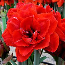 Jumbo Double Amaryllis Red Nymph Amaryllis Plant Amaryllis Flowers Red Amaryllis