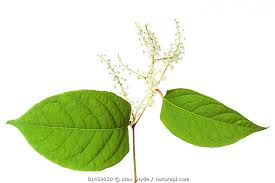 Image result for Fallopia