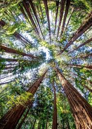 Getting Outside Nature Photography Muir Woods National Monument Tree Photography