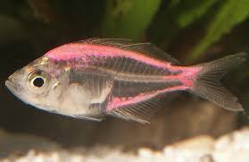 X Ray Tetra Pink Fish Freshwater Aquarium Fish Fish