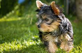 Located at 607 west thames street in norwich in 2.2 km from the centre. Raw Dog Food An Ideal Meal Plan Or A Dangerous Fad The Pet Shack