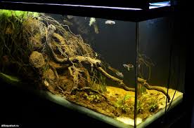 Biotope Aquarium Design Contest 2015 Qualifying Stage Results Vse Dlya Akvariuma Terrariuma I Pruda Biotope Aquarium Nature Aquarium Aquascape Aquarium