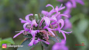 Image result for Hypoestes aristata