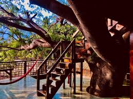 La casa del arbol es la mas famosa en el mundo. La Casa De Arbol En Puerto Escondido Home Facebook