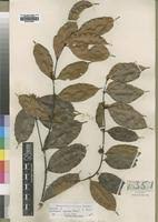 Image result for Orthopichonia cirrhosa