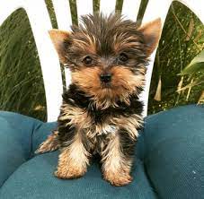 Yorkshire Terrier Puppy For Sale In Los Angeles Ca Adn 58622 On Puppyfinder Com Gender Female Age 9 We Yorkshire Terrier Puppies Puppies Yorkshire Terrier