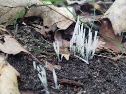 Image result for Scleria chlorocalyx