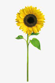 Sunflower Sunflower Clipart Yellow Png Transparent Clipart Image And Psd File For Free Download Sunflower Png Sunflower Pictures Sunflower Clipart
