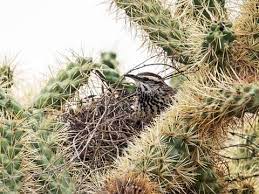 Cactus wren — noun date: Cactus Wren Identification All About Birds Cornell Lab Of Ornithology