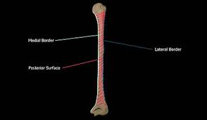 Brachialis in the lower such naming is important in case of notifying a case of selective nerve palsy. Humerus Wikipedia
