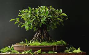 For many plant lovers, this is the type of ficus that is the easiest to care for. Ficus Bonsai Trees Bonsai Tree Gardener