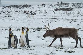 The Saga Of The Reindeer Of South Georgia Island Atlas Obscura