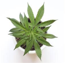 Image result for Marijuana