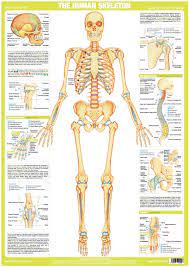 Minute anatomy.—a transverse section of dense bone may be cut with a saw and ground down until it is sufficiently thin. Jan Roscoe Publications Categories Posters Wall Charts Human Skeleton A1 Chart