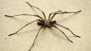 Image result for Habenaria insolita