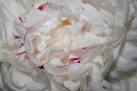 Please request a sample for true colour match. The Beauty Of White Peonies