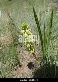 Image result for Orthochilus