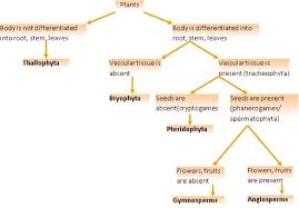 However, euphorbia flowers are very different from cactus flowers, so that in blossom the two groups are easily distinguished. Chapter 3 Plant Kingdom Biology For Medical Entrance Exams