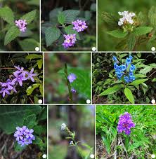 Image result for Verbenaceae