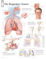 Ear Nose Throat Scientific Publishing