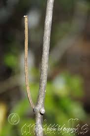 Image result for Cynanchum viminale